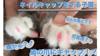 ネイルキャップ 実際どうなの？ラガマフィンの子猫トム