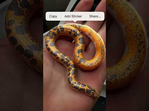 Splash sand boa #animal #snake #sandboa #sand #sandsnake #animals #pets