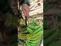 🍃 Rural Vibes: Making Magic with Fresh Bananas! 🔪 #shorts
