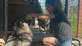 Blind fox Toki plays with a little girl