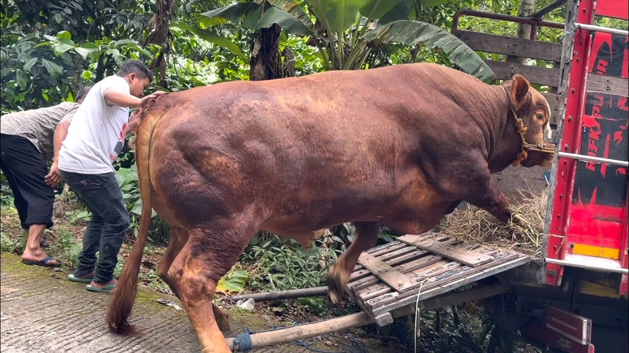 Lerek Sapi SAPI TERBESAR DI LERENG GUNUNG YG INDAH 🔥 - YouTube