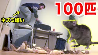 【ドッキリ】いきなり部屋にマジネズミ100匹放出してみた。