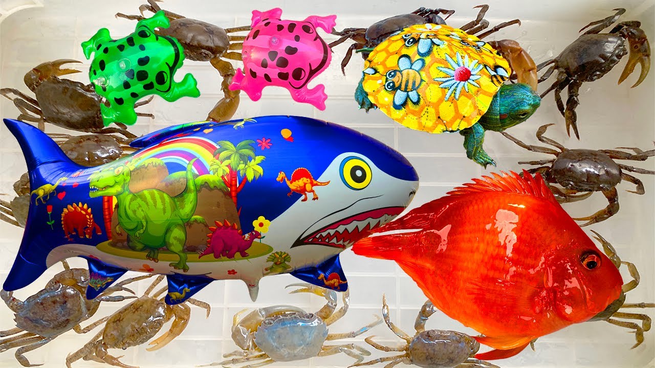 Kem Ốc Chanel ra bờ ao câu con cá mập xanh, cá mập cắn con cua, con rùa, cá sấu, cá két, con ếch