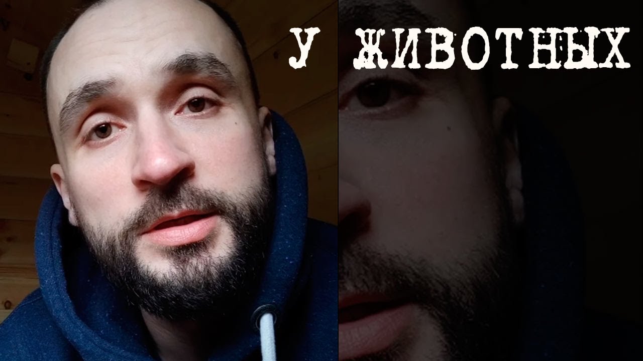 У животных У животных | Ryfma