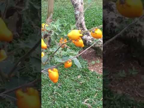 اغرب نبات في العالم