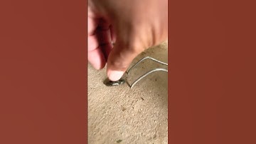 Wow! Click Beetle can jumping far catch with slip funny #insects #funny #beetle bug #shortvideo