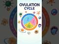 Best Days to Get Pregnant | Ovulation Cycle Explained | Pregnancy Planning | #healthshorts