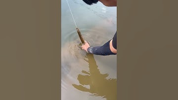 How to catch Eel fish with hook#202