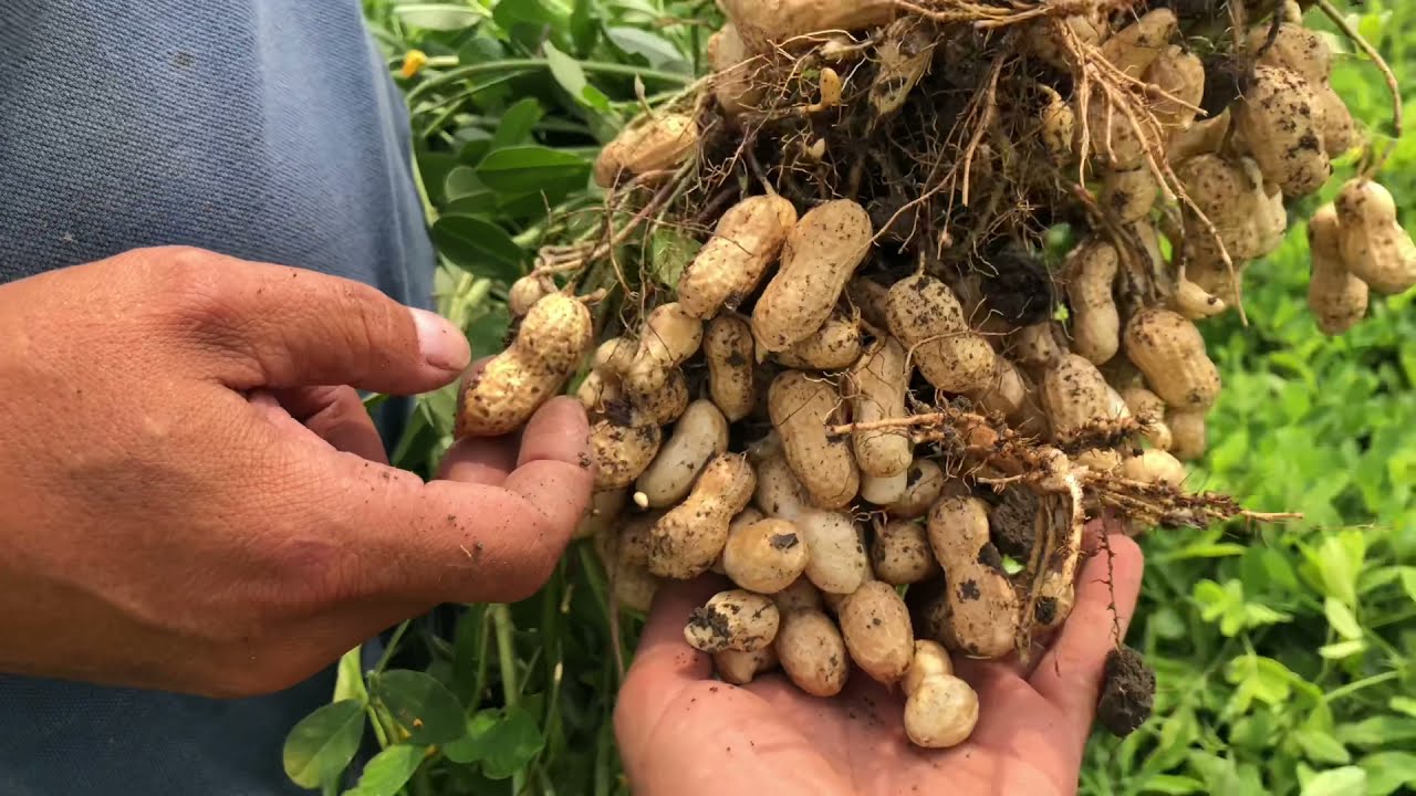 Yerfıstığı Para Etmiyor Ama Biz Yine de Üretmeye Devam Ediyoruz Yerfıstığı Yetişitiriciliği