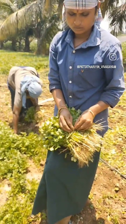 Malli Harvesting 7305854403