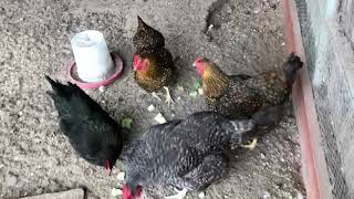 Activity:  Field Trip to the Chicken Coop with Ms. Fowler