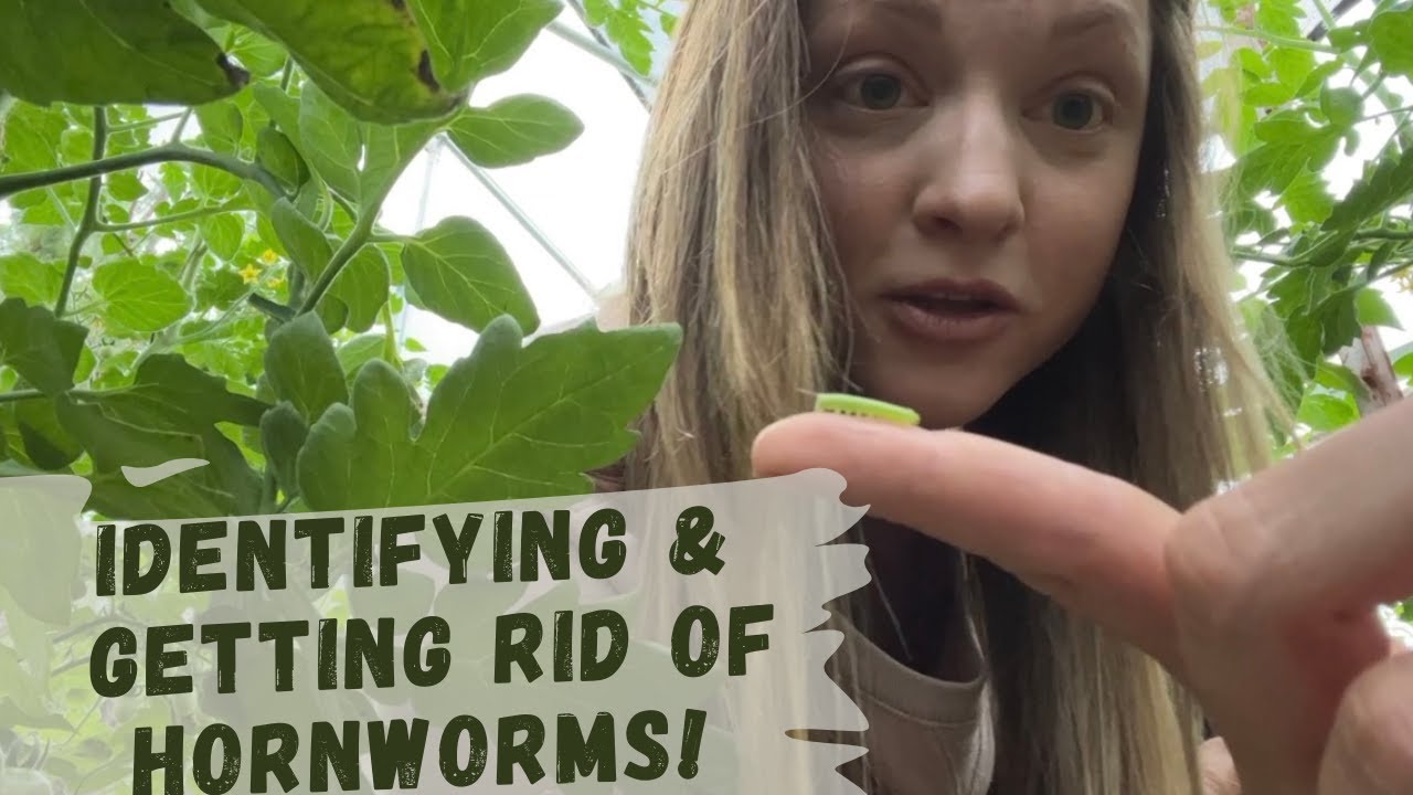 How to Identify HORNWORMS & Keep Them Away + A RECAP of Our First On