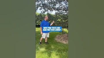 Why Pine Needles Are Bad for Your Lawn (And How to Fix It!) #shorts