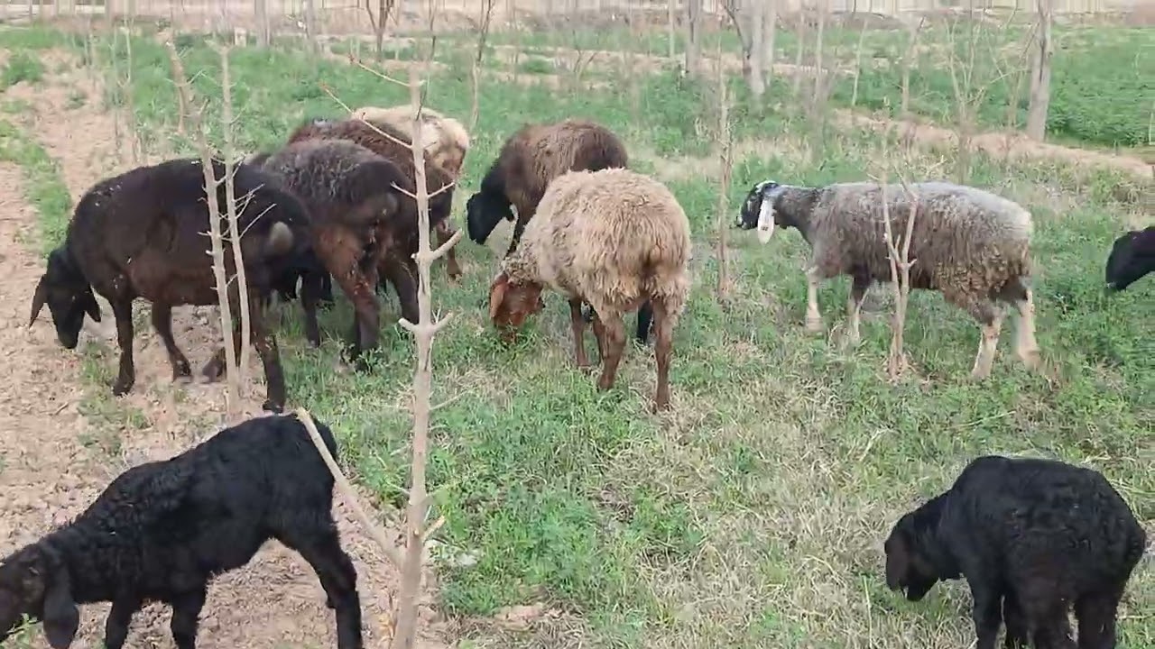 Арзонаки арзон 11 сар гусфандхои Элита Аксияи хакики тел 902100111