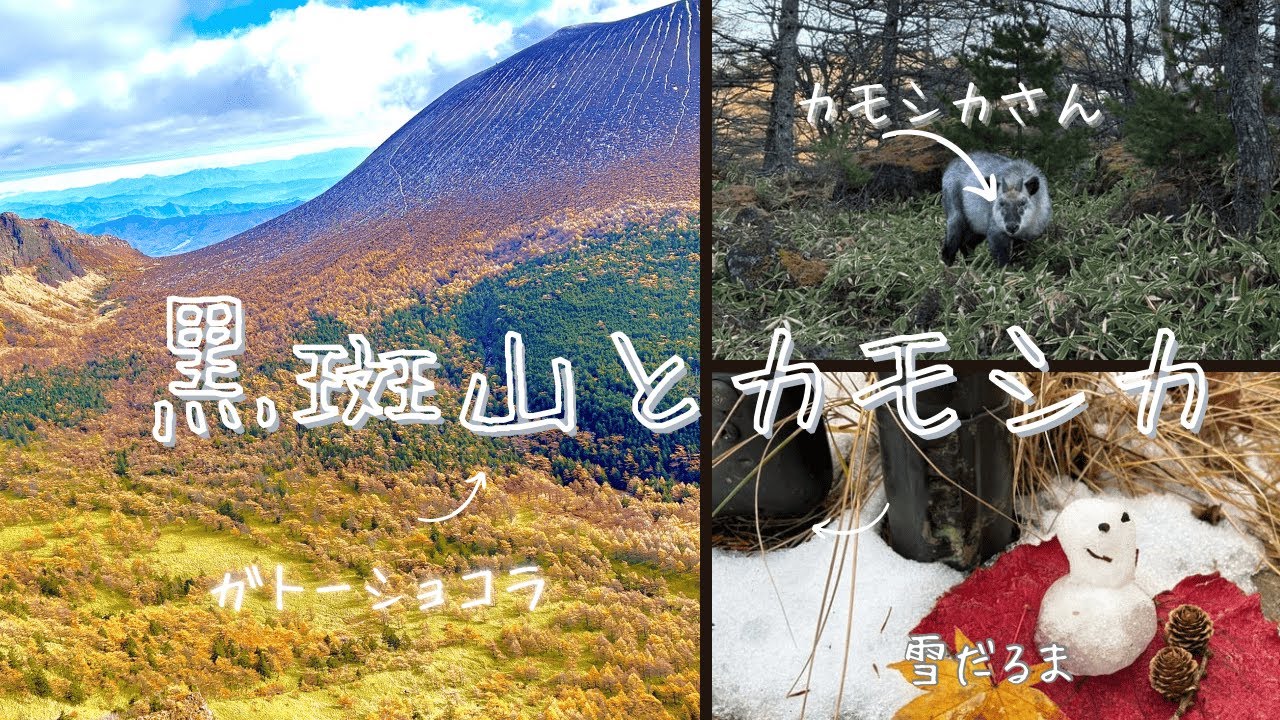 ガトーショコラとカラマツの黒斑山　　カモシカさんに会った！初冠雪の知らせを聞いて訪れてみた！