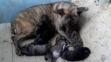 Chó mông cộc la châu . Vện đẹp. Cực khôn cực hiếm