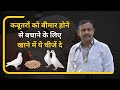               pigeon food  dr nagender yadav