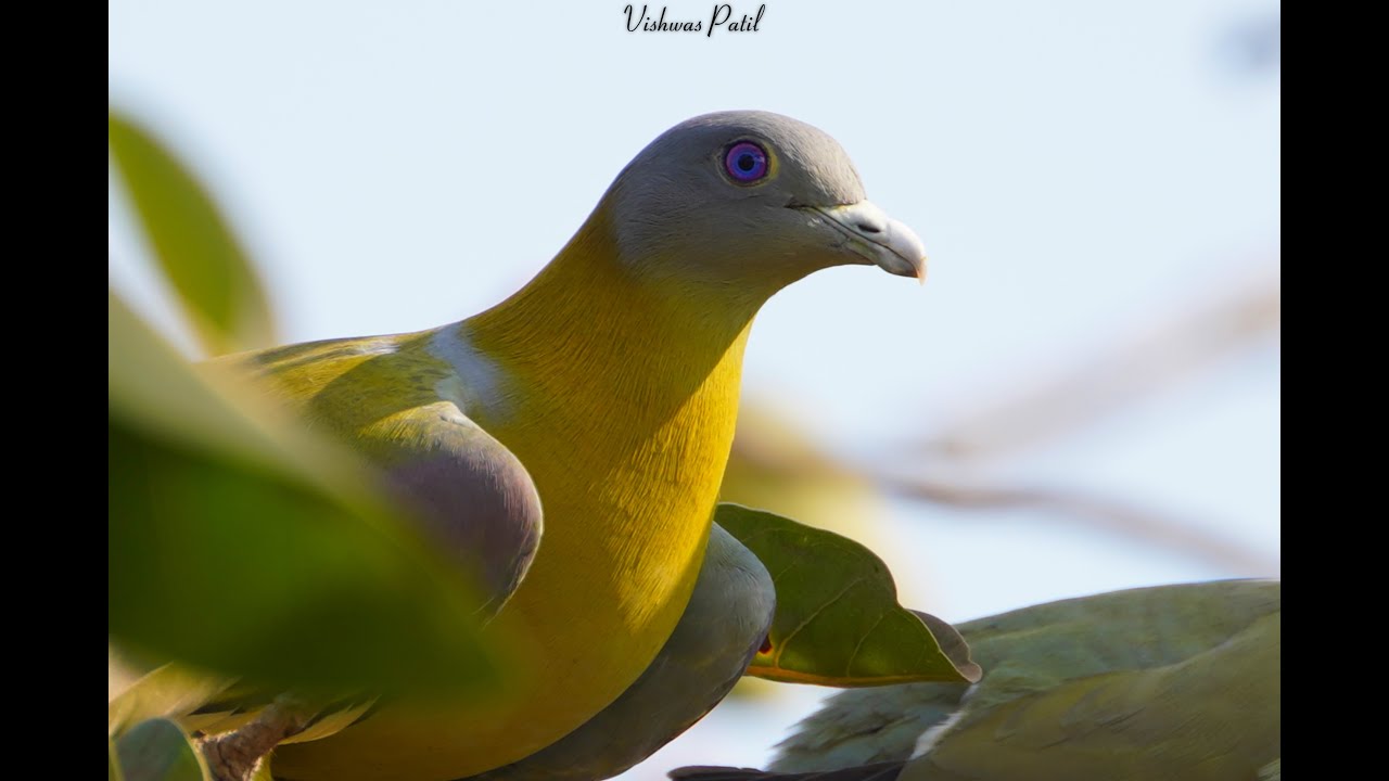Yellow footed green pigeon by Vishwas Patil