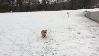 Corgi running wide circle by Jackie Sullivan Passetti 566 views 6 years ago 24 seconds