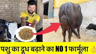 पशु का दूध का no1 फार्मूला?देशी नुस्ख़ा।formula for increase milk of cow/Buffaloदूध बढ़ने का तरीक़ा