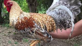 ALL KINDS OF DOM (BULIK) IN THE PHILIPPINES alin pinaka maganda?