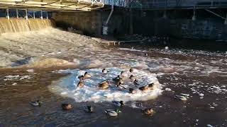 Ducks on ice (short video)