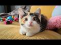 Anxiety Relief Music For Cats Healing Music Brings Comfort To Cats EXTREME Sounds That Cats Love