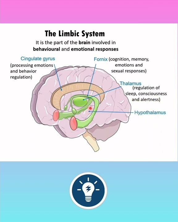 The Limbic System | Brain Function | Neural Control and Coordination ...