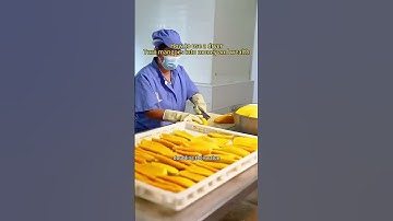 How to make dried mango with dryer to create wealth #mango #cassavadryer #tomatodryer #fypシ