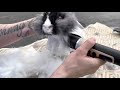 How to groom an English Angora rabbit