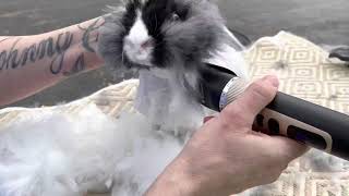 How to groom an English Angora rabbit