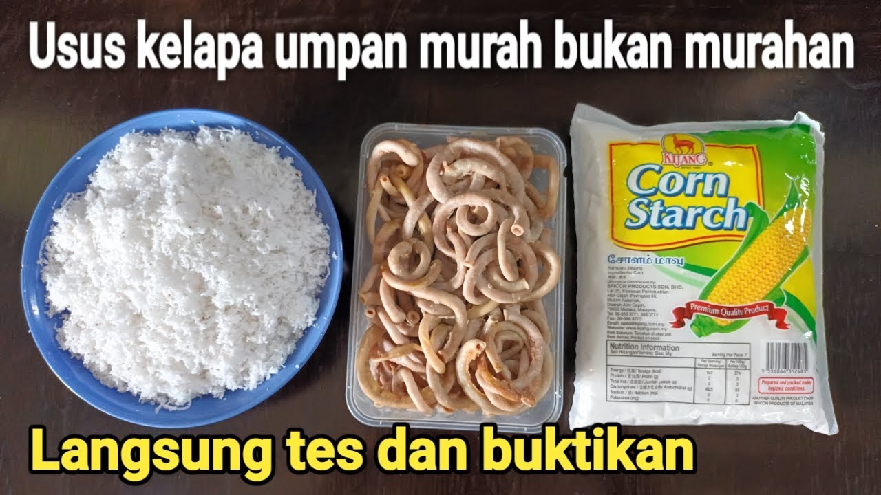 Tes umpan usus kelapa di pertandingan galatama lele jitu banget