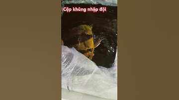 Cá hổ indo size khủng nhập đội em