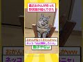 久しぶりに帰った実家が昭和漂う猫がいた #ゆっくり解説 #ねこたんの解説 #2ch #2ちゃんまとめ #子ネコ #保護猫