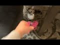 This a chase cat