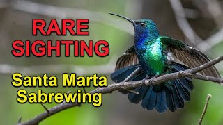 RARE BIRD SIGHTING: Santa Marta Sabrewing Hummingbird by Hummingbird Spot 3,136 views 2 weeks ago 6 minutes, 20 seconds