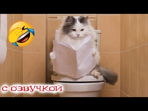 ПРИКОЛЫ С КОТАМИ! Самая смешная озвучка животных! РЖАКА ДО СЛЁЗ!