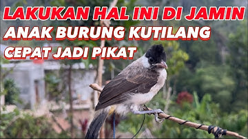 ▶️ Tutorial latih anak burung KUTILANG cepat jadi pikat #kutilangmania