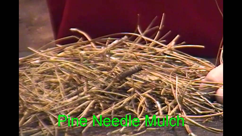 Pine Needle Mulch YouTube