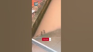 tôm sú ra cống  #camautv #dacsancamau