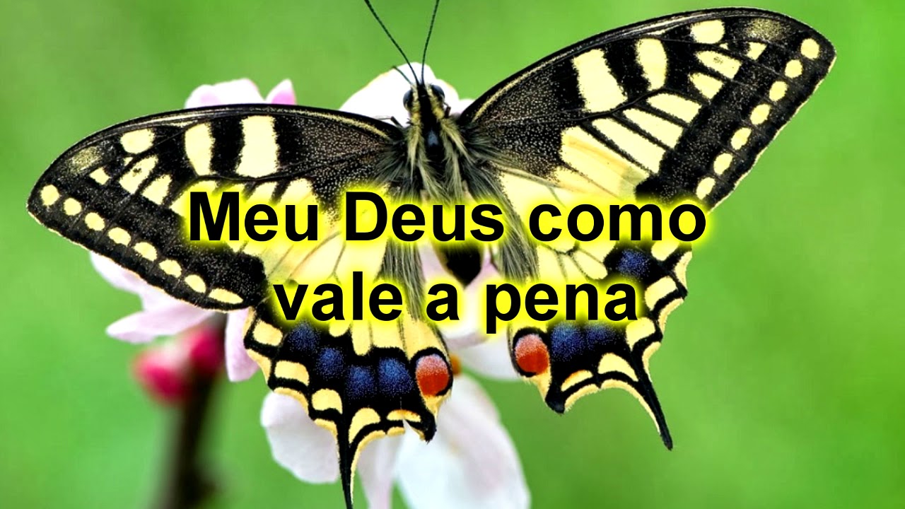 Sabor de Mel Playback KaraoKê YouTube