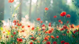 Morning Relaxing Music - Piano Music for Stress Relief and Studying (Riley)