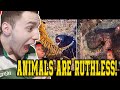 10 HORRIBLE WAYS ANIMALS CAN END YOU | CASUAL GEOGRAPHIC | MOTHER NATURE IS RUTHLESS | **REACTION**
