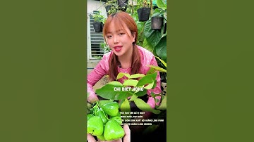 Giới thiệu về giống Mận Xanh Đường Gò Công