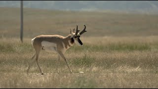 Speed Goat Central- Winchester Deadly Passion- Full Episode
Antelope are a blast to hunt early season and on this episode Melissa heads to Powder River Outfitters in Montana for a great hunt chasing both antelope and whitetails! Speed Goat Central- Winchester Deadly Passion- Full Episode