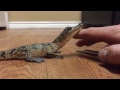 He's not havin it tonight - Baby Crocodile Likes to be Pet