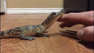 He's not havin it tonight - Baby Crocodile Likes to be Pet