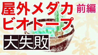 緑の絨毯のメダカビオトープの作り方（前編）【メダカの屋外飼育】