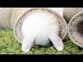 Baby bunnies doing the cutest things, EVER!