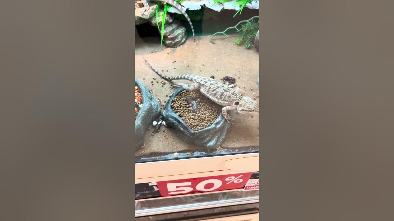 lizard-petsmart-youtube